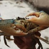 水产养殖户头像