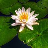 长安启源Q05车主头像