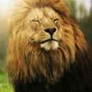 YOUNG_MAM的个人资料头像