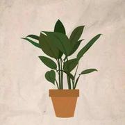 鱼丸粗面77的个人资料头像