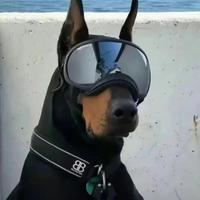 小小杜宾狗头像