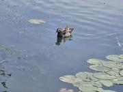 不吃土豆侠的个人资料头像