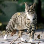 zhengtulym1991的个人资料头像