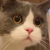 浣熊要开小豹子头像