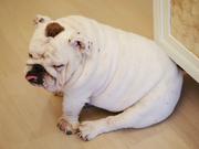 迷你派大星的个人资料头像