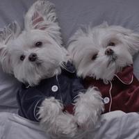 用户4443392800401头像