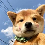 L_hlin的个人资料头像