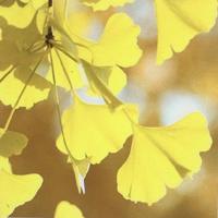 雪中飞刀行头像