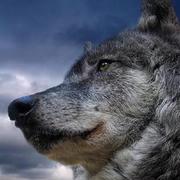 文诣的个人资料头像