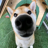 叶子4ew5头像