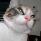 怕浪猫