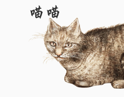 猫毛观点的个人资料头像