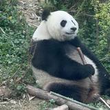 理想小老虎头像