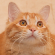 ycrakuen的个人资料头像