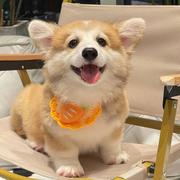 八品捕头的个人资料头像