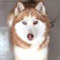 狐狸新世界头像