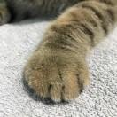 Glacier的个人资料头像