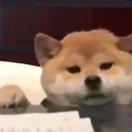 乖乖哩个滴咚的个人资料头像