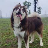 兜兜平安喜乐顺意头像