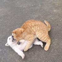 不日决你两句不舒服头像