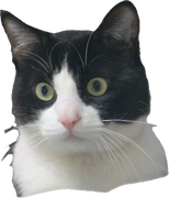 Kokomo的个人资料头像