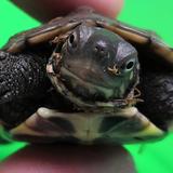 爱养龟的小翁头像