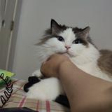 猪是的念来过倒pig头像