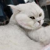 超不吵吵头像