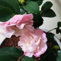 菜刀吴帅头像