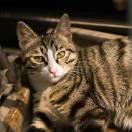 dmmm4k的个人资料头像