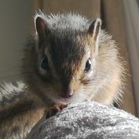 冬天的啤酒花头像