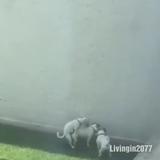 倾城KK头像