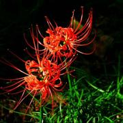 蒲公英的向往的个人资料头像