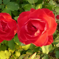 好再来一个心头像