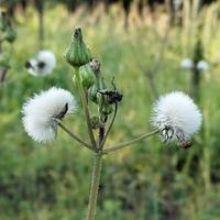 不老的老张头像