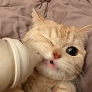 浦东邓紫棋的个人资料头像