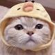 云云猫猫lgm头像
