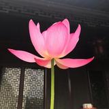 周周头像
