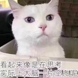 热情的橙子qsF头像