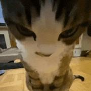 Jie475的个人资料头像