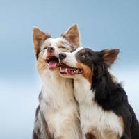 洒脱的儒雅饭团gM头像