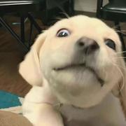 EnvyWhale的个人资料头像