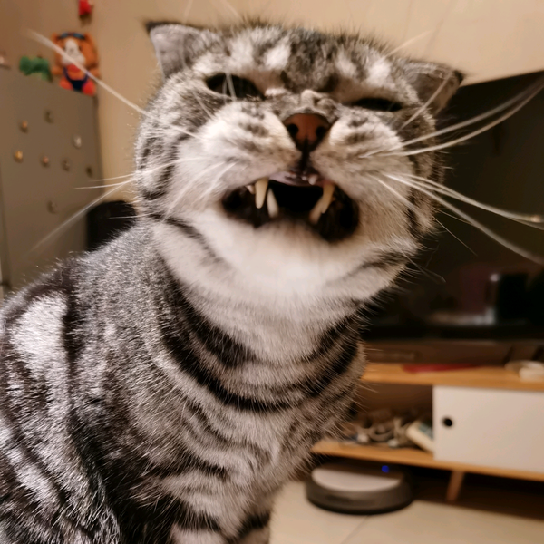 胡渣猫霸头像