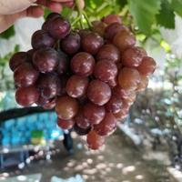 葡萄庄园良田十亩头像