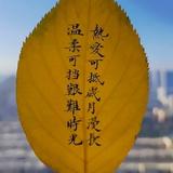 九块九的叔头像