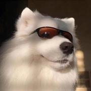 Van445的个人资料头像