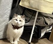 前端韦小宝的个人资料头像