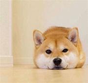 lcccccccccx的个人资料头像