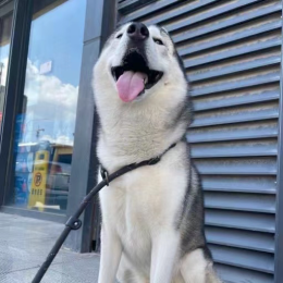 十八猫狗房车生活头像