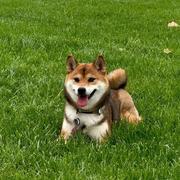 柴松子的个人资料头像